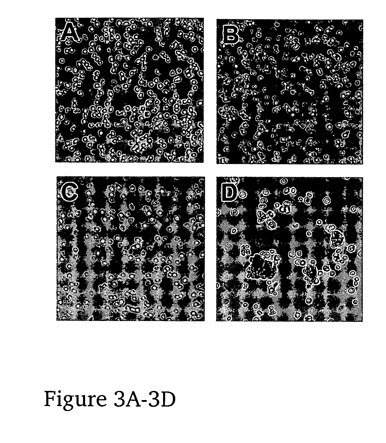 Universal red blood cells, methods of preparing same, and uses thereof