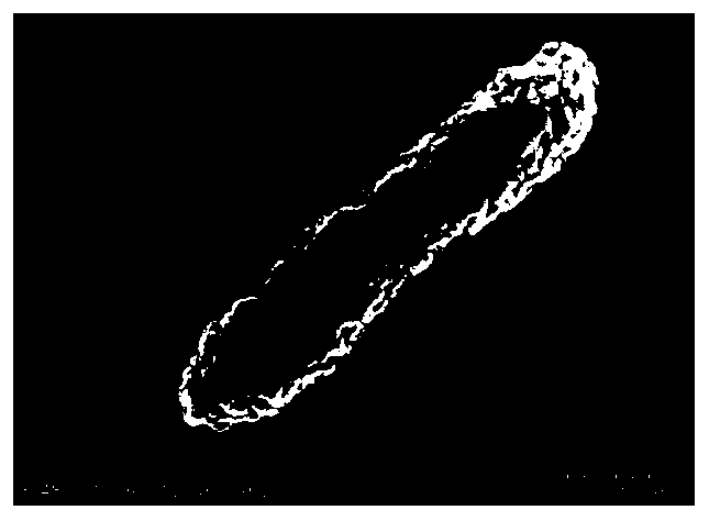 A strain producing polyvinyl alcohol degrading enzyme and polyvinyl alcohol degrading enzyme