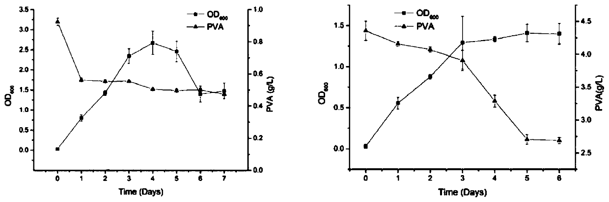 A strain producing polyvinyl alcohol degrading enzyme and polyvinyl alcohol degrading enzyme