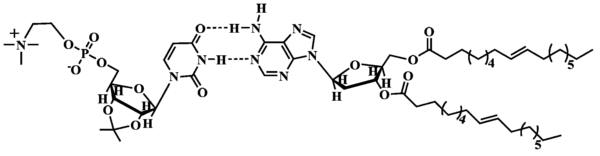 Supermolecule phospholipid based on nucleic acid bases, preparation method of supermolecule phospholipid and liposome