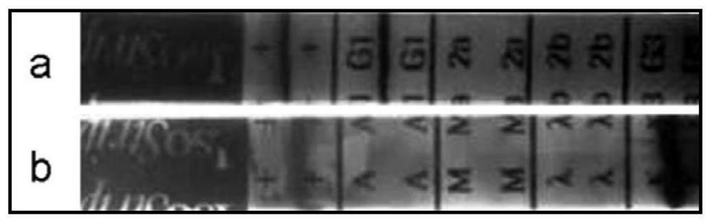 Hybridoma cell, monoclonal antibody against human cyclophilin a and application thereof