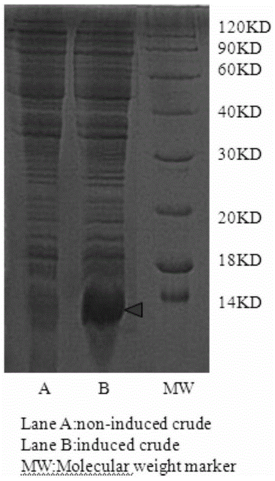 New application of s100 calcium binding protein a8 in the preparation of drugs for relaxing airway smooth muscle