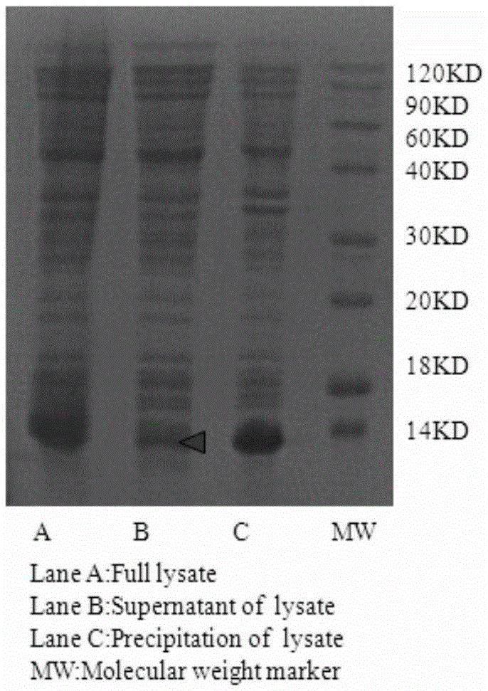 New application of s100 calcium binding protein a8 in the preparation of drugs for relaxing airway smooth muscle