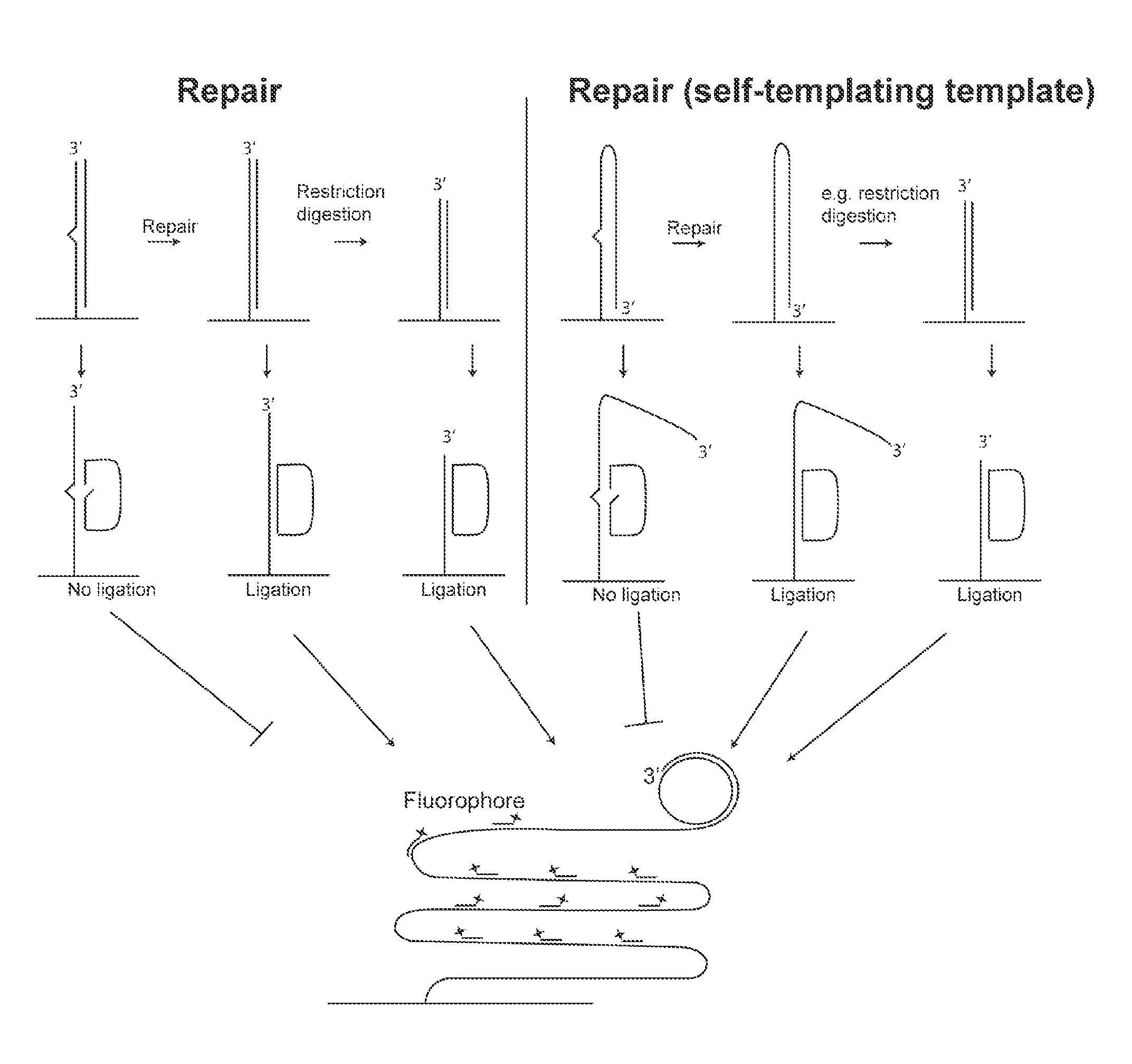 Padlock probe amplification methods