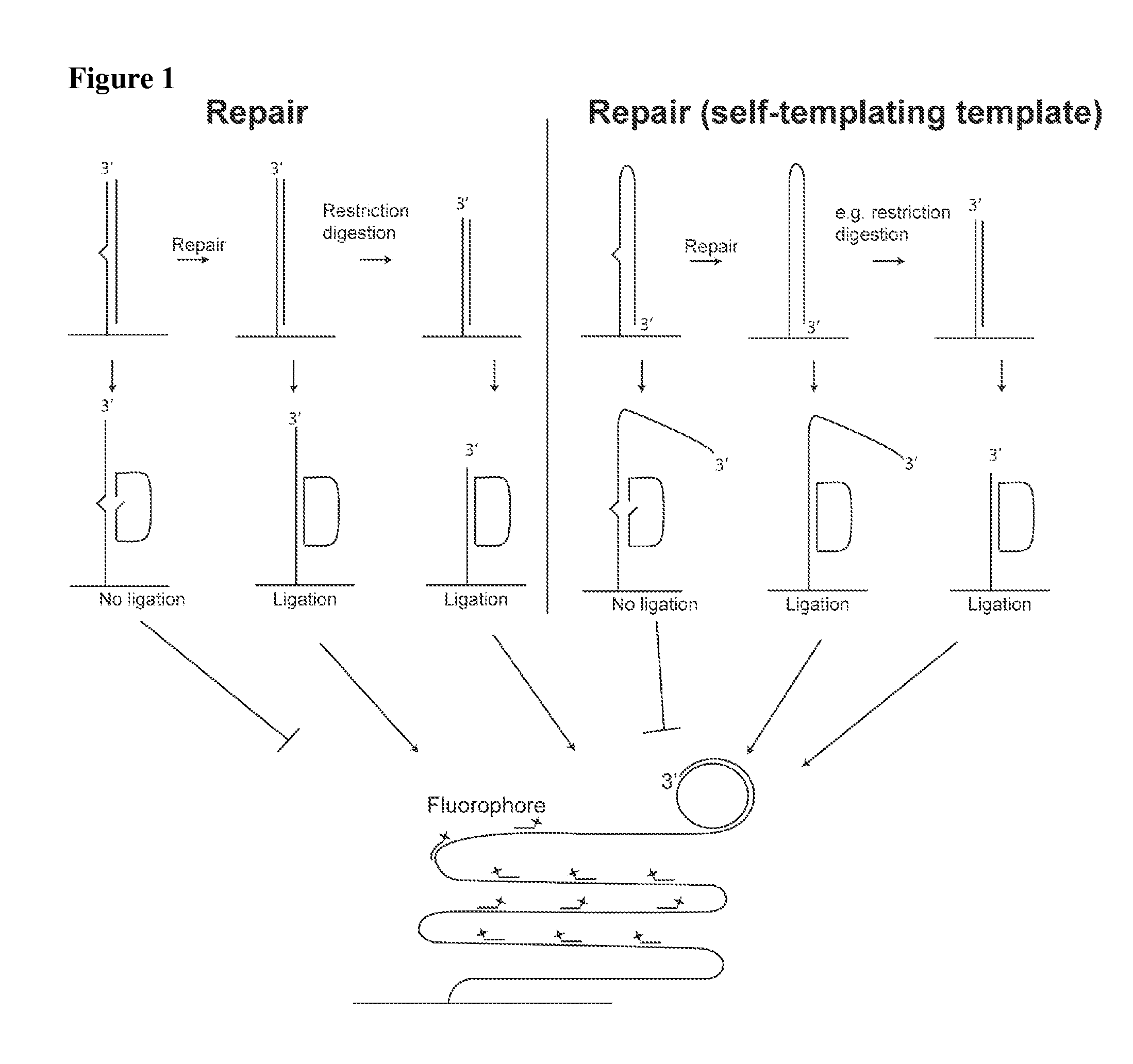 Padlock probe amplification methods