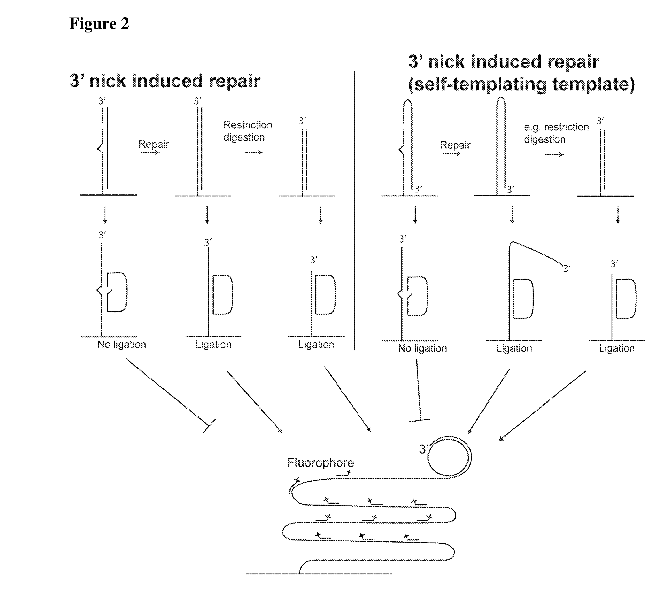 Padlock probe amplification methods