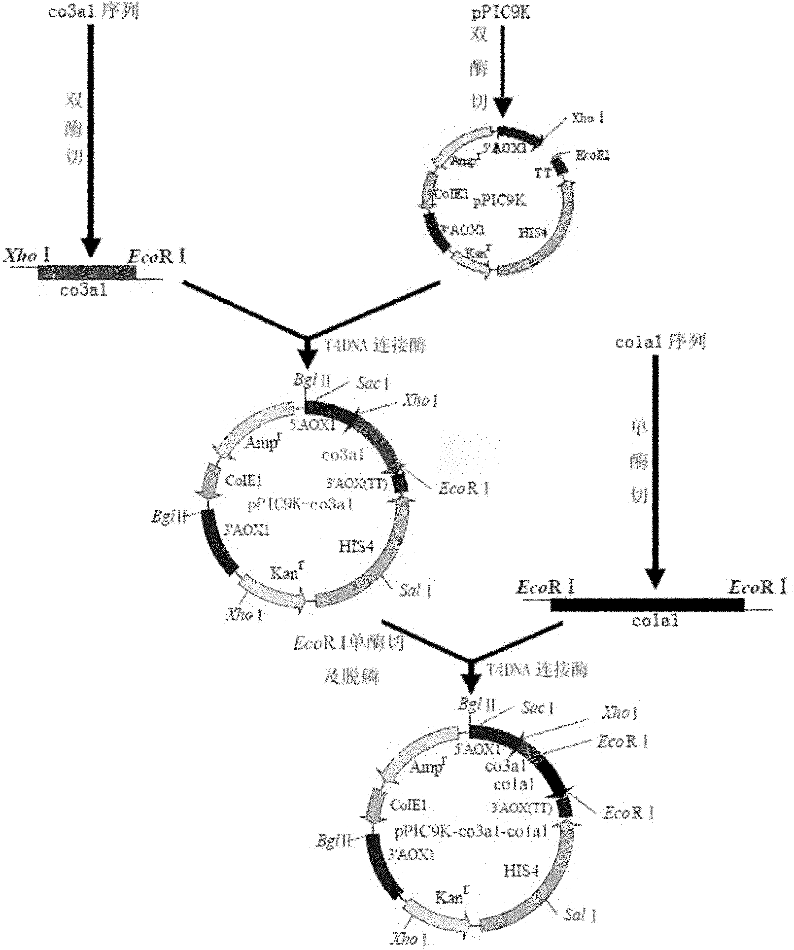 Recombinant human-like collagen and production method thereof