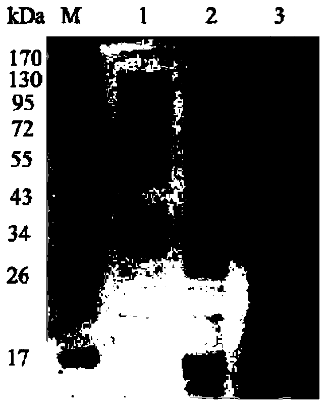 Application of wheat resting sulfydryl oxidase in improving stability of emulsion type special medical foods