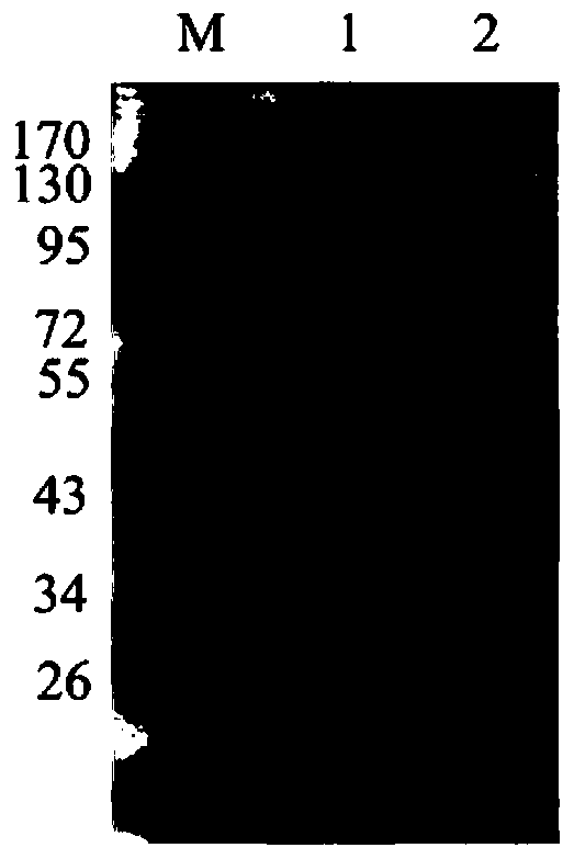 Application of wheat resting sulfydryl oxidase in improving stability of emulsion type special medical foods