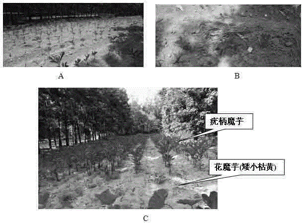 Method for interplanting amorphophallus virosus in cutting rubber yard in south-north row direction in complete period