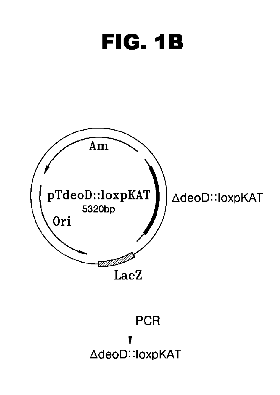 Escherichia Strain Capable of Converting Xmp to Gmp and Maintaining the Inactivated State of Gene(s) Associated with Gmp Degradation and Methods of Using the Same