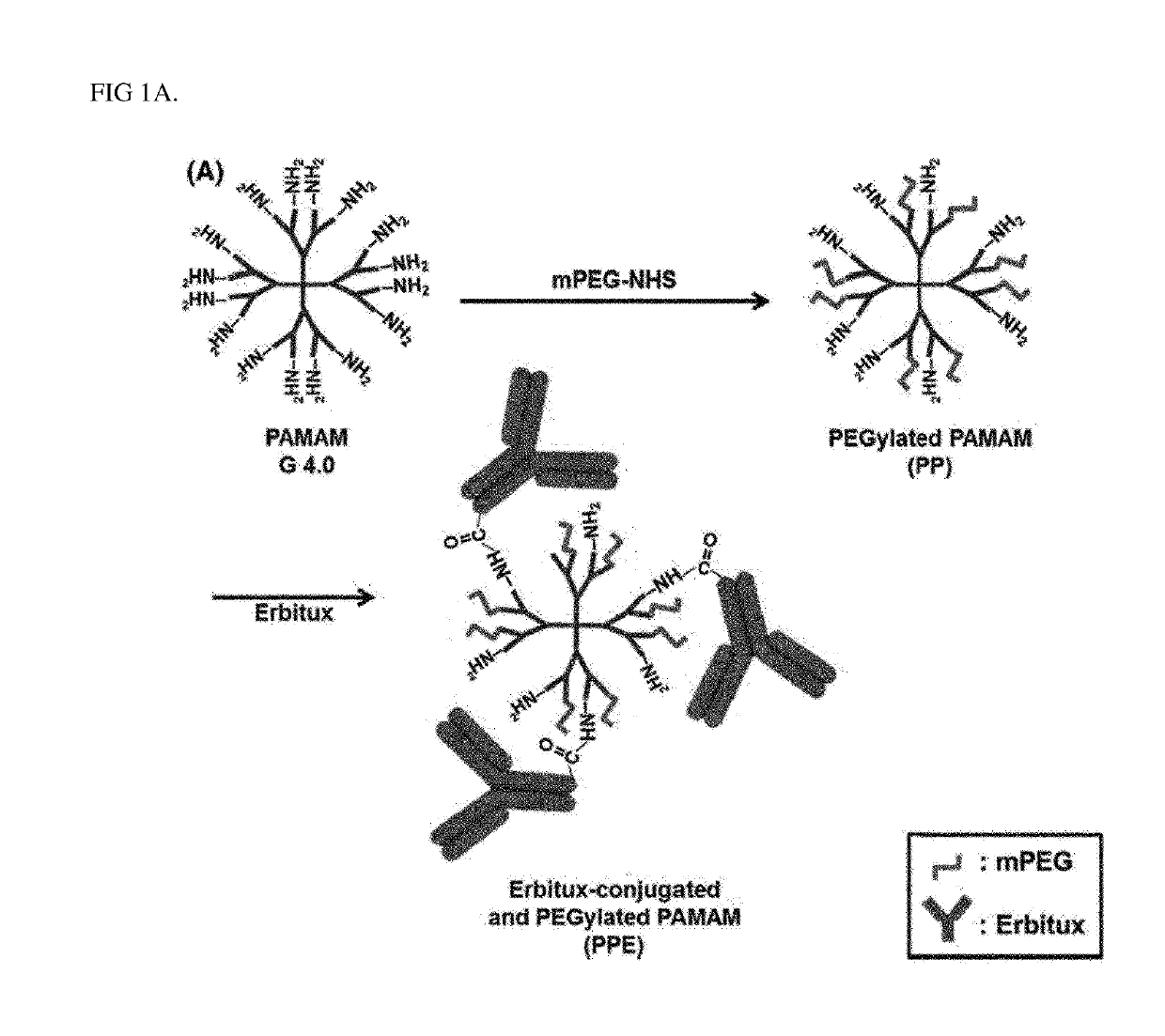 Complex of adenovirus and pamam-peg-erbitux, and use thereof