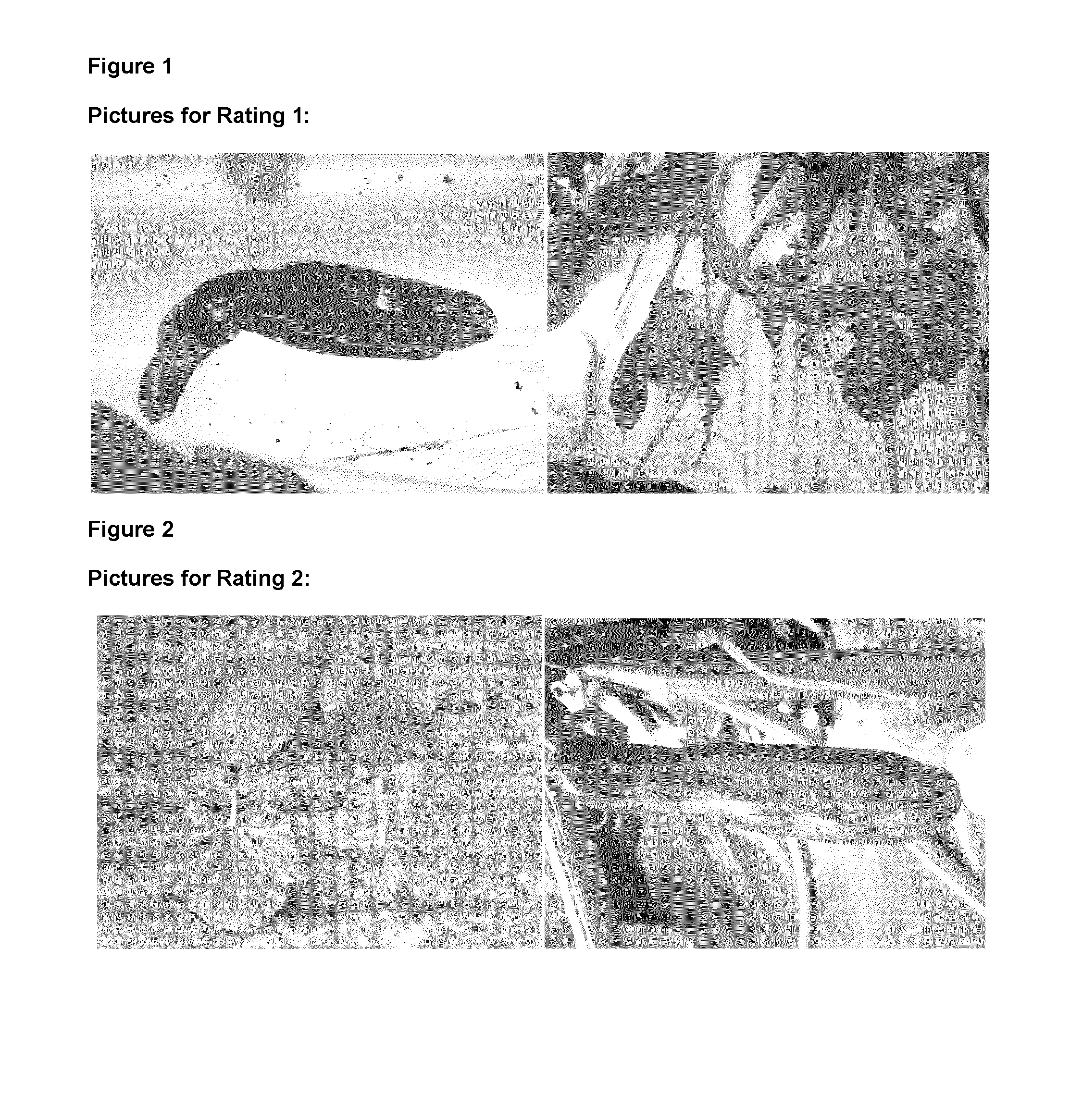 Cucurbita plant resistant to potyvirus