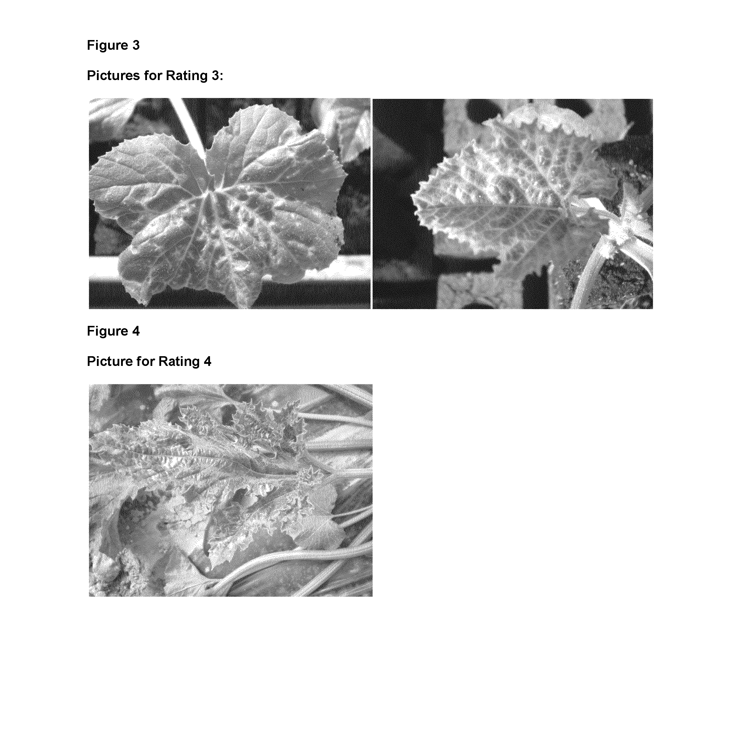 Cucurbita plant resistant to potyvirus