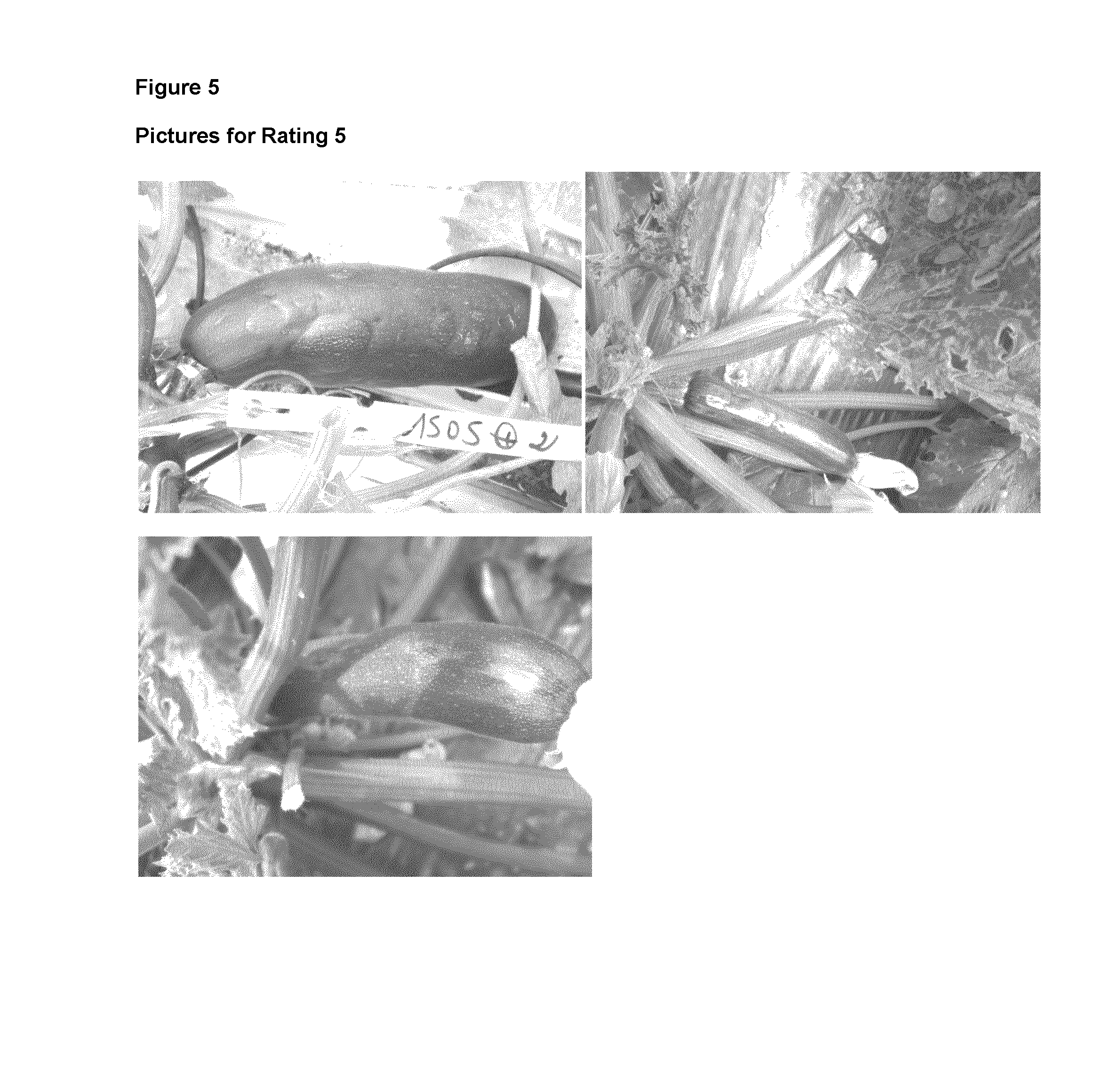 Cucurbita plant resistant to potyvirus