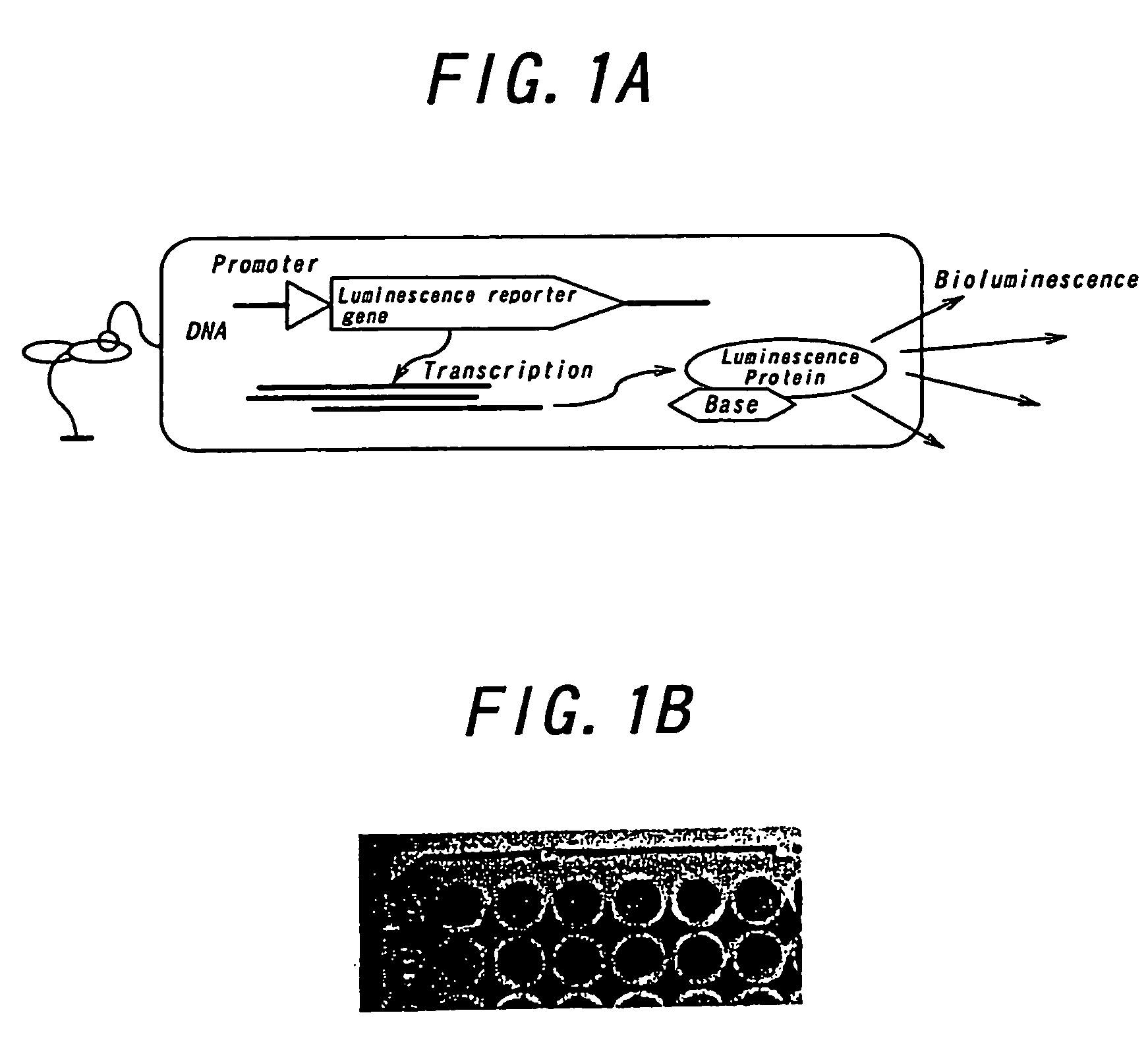 Method for measuring and analyzing bioluminescence and device for measuring and analyzing bioluminescence