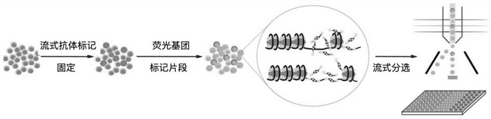 Library building method for accessibility of unicellular chromatin