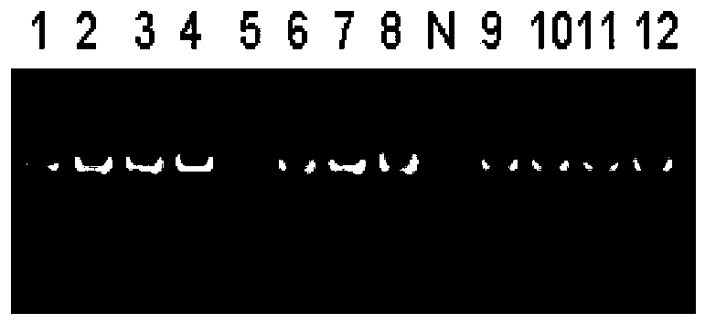 HLA gene specific PCR amplification primer, HLA typing method and kit