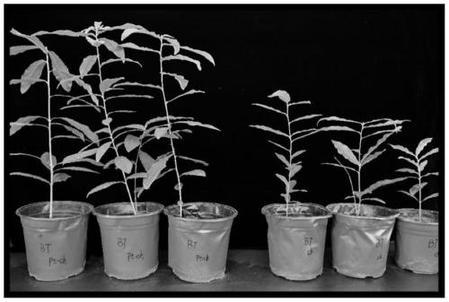 Method for cultivating mycorrhizal seedlings of Quercus variabilis