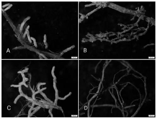 Method for cultivating mycorrhizal seedlings of Quercus variabilis