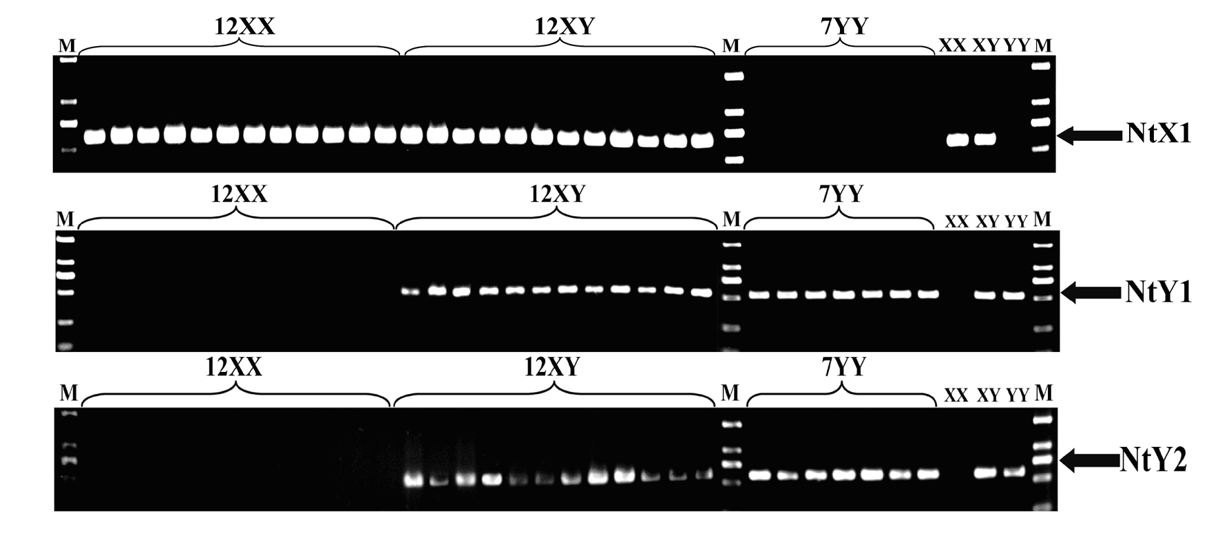 Specific molecular markers of sex chromosomes of Tilapia nilotica and genetic sex identification method