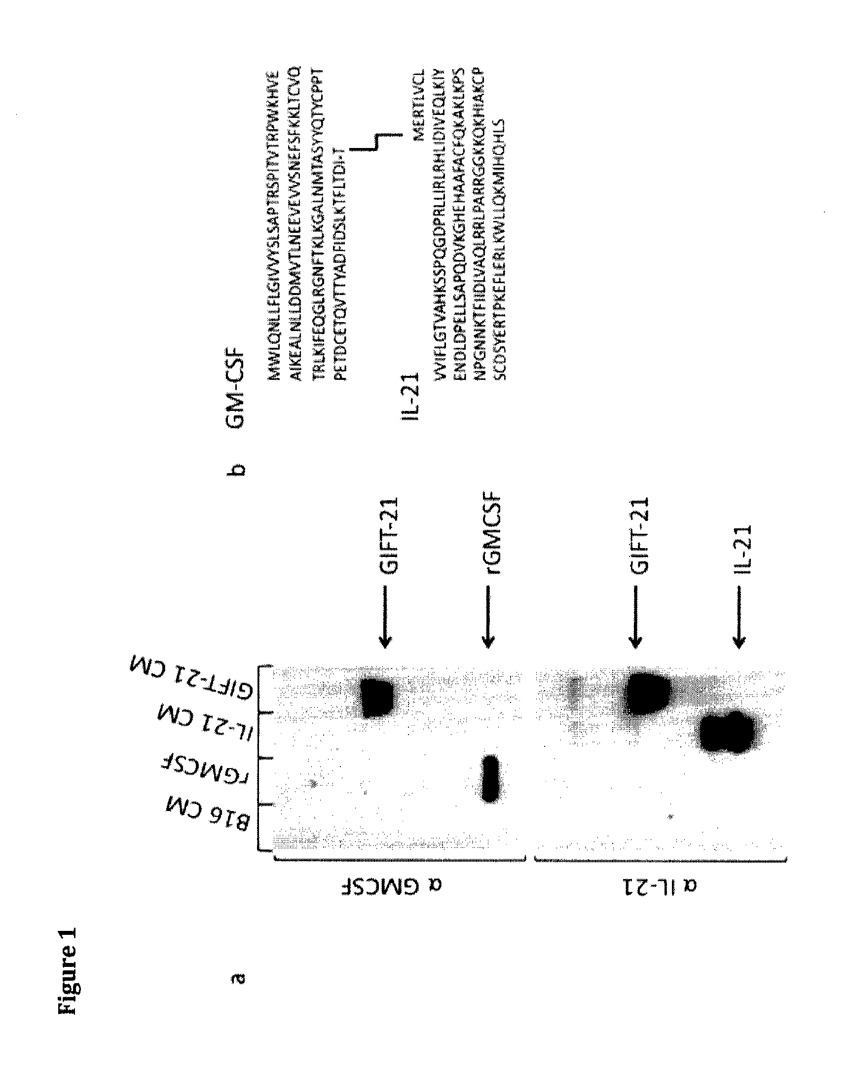 Gm-csf and interleukin-21 conjugates and uses thereof in the modulation of immune response and treatment of cancer