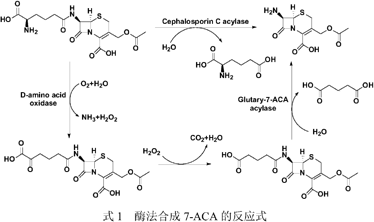 Technique for realizing zero discharge of 7-ACA production waste water