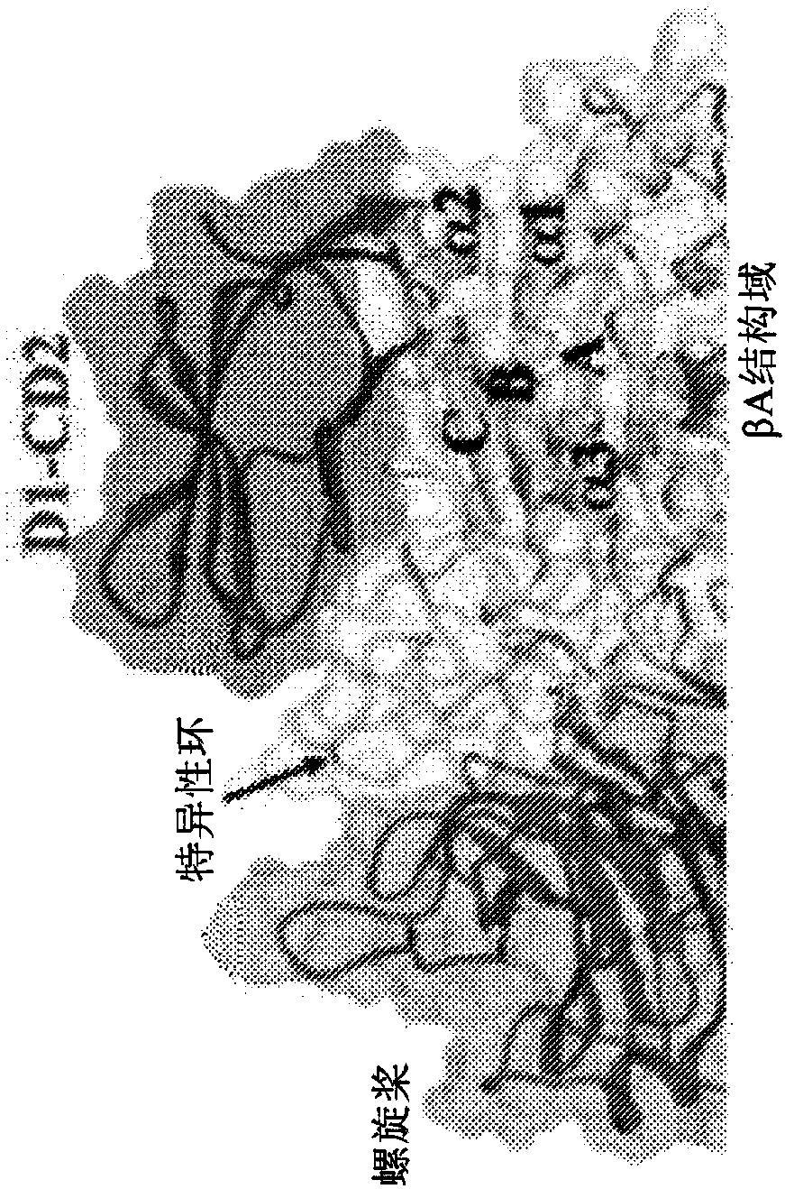 Integrin-targeting protein and methods of use thereof