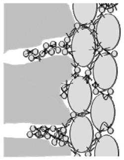 Concrete primer and its preparation method and concrete structure