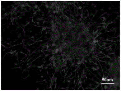 A culture medium for promoting the differentiation of rat neural stem cells and its application method