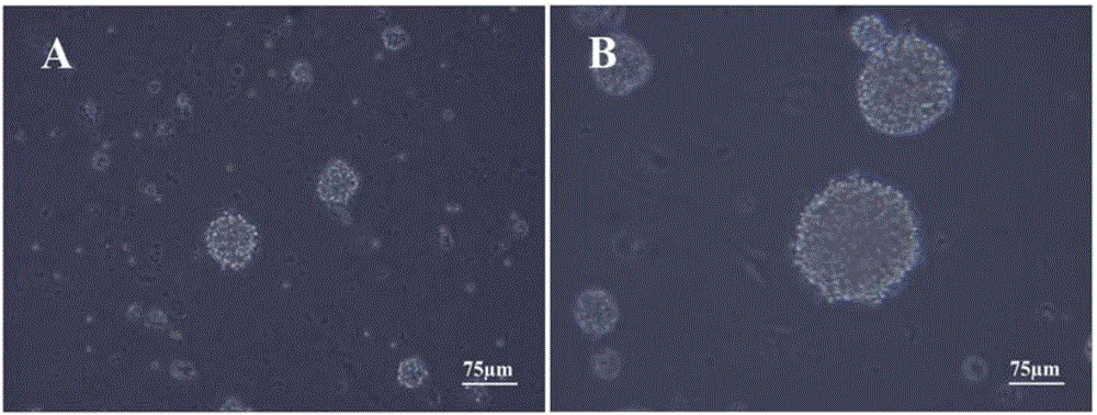 A culture medium for promoting the differentiation of rat neural stem cells and its application method