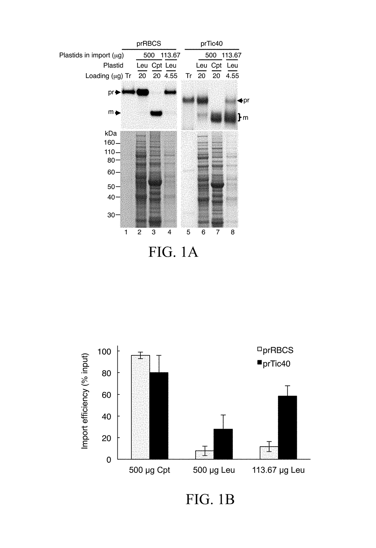 Method for high efficiency protein delivery into plastids