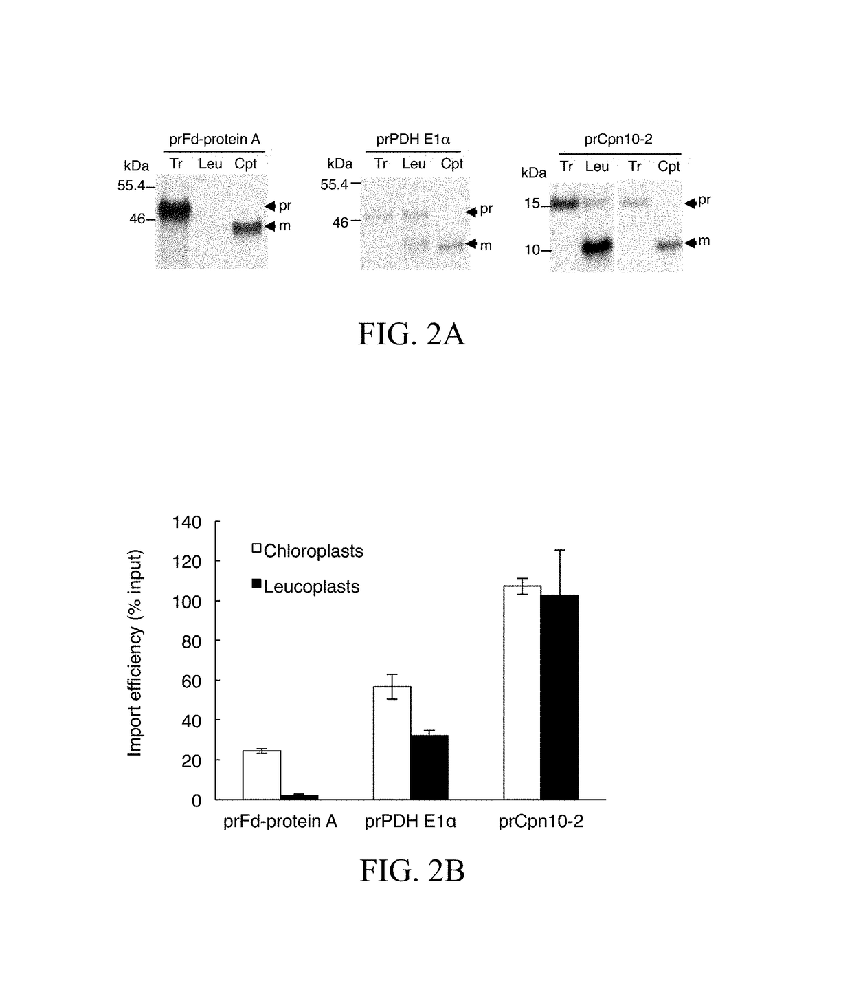 Method for high efficiency protein delivery into plastids