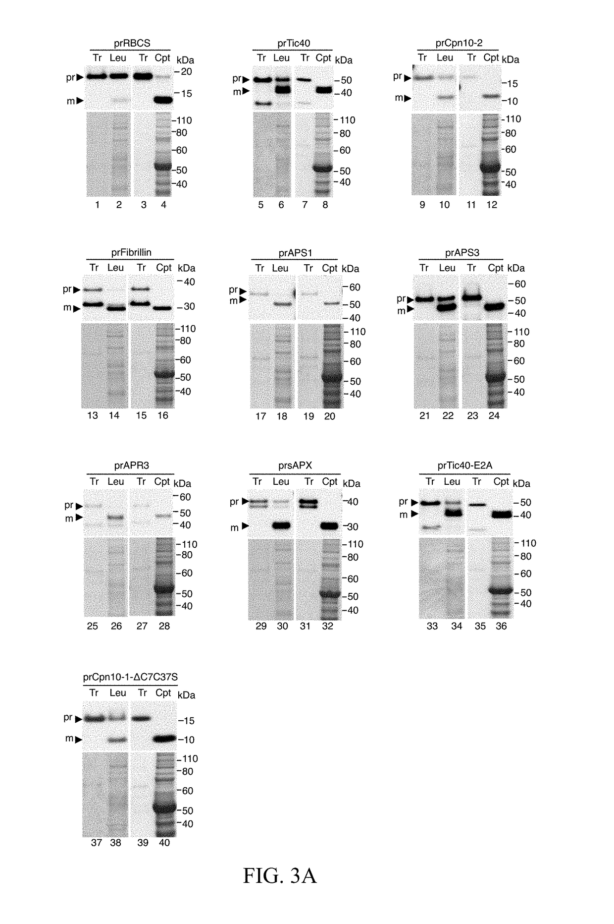 Method for high efficiency protein delivery into plastids