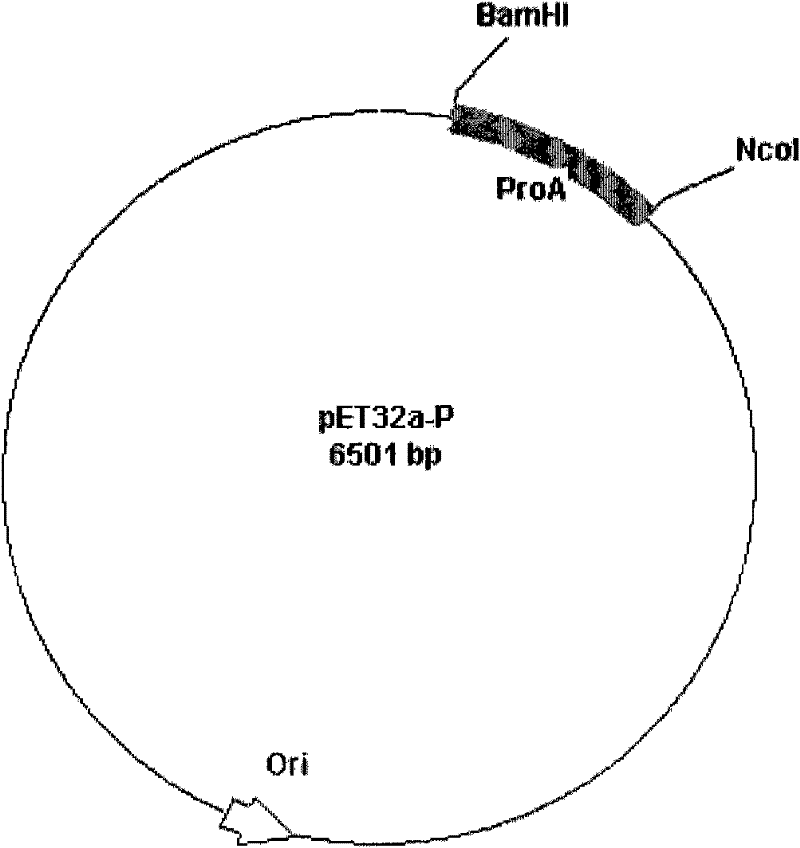 Recombined protein A, coding gene thereof and purpose thereof