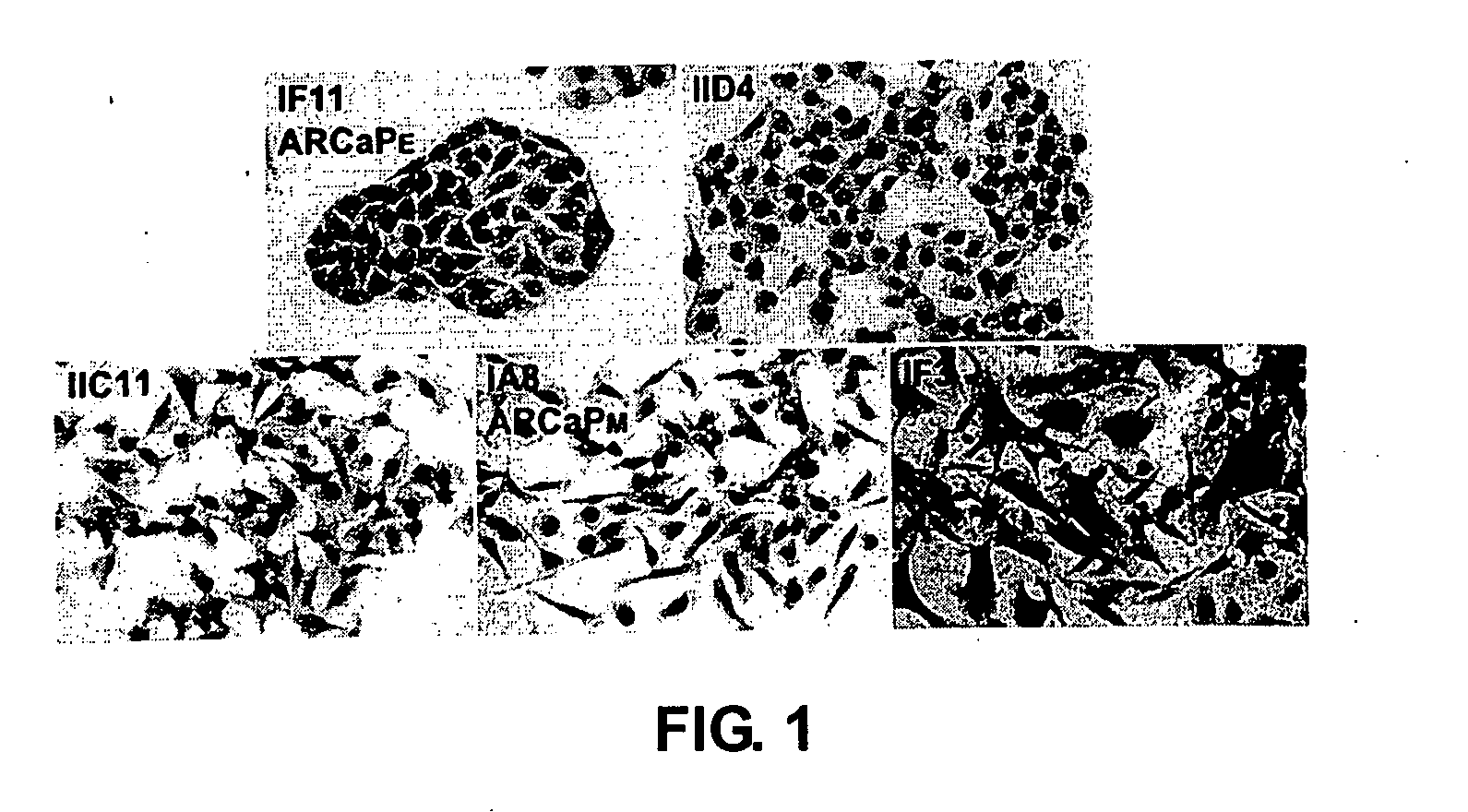 Compositions and methods for targeted tumor therapy