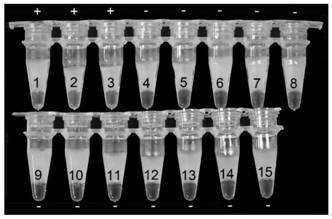 Nipah virus detection kit and dedicated primer of same