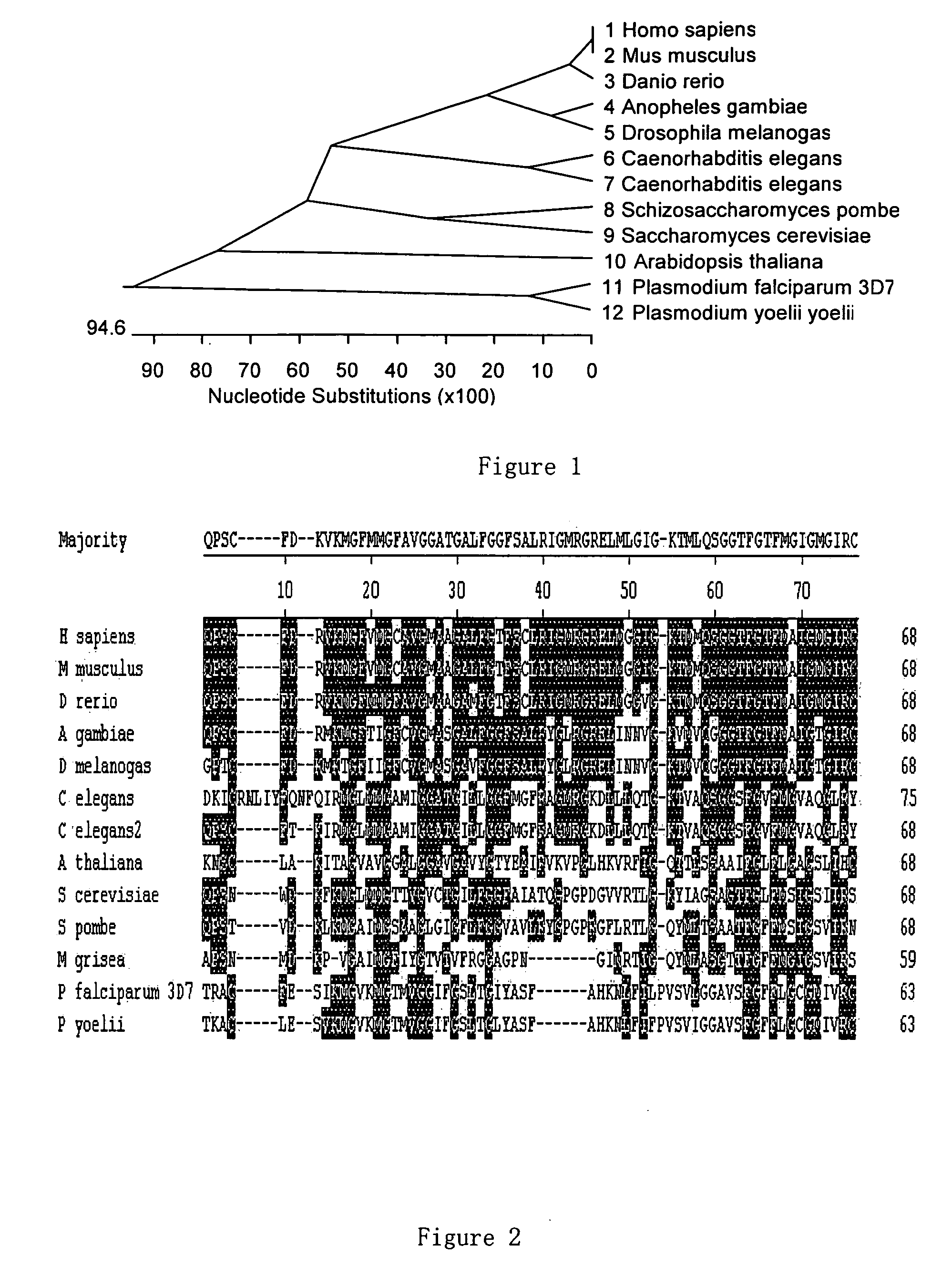 Glycine-rich proteins, their coding genes and applications