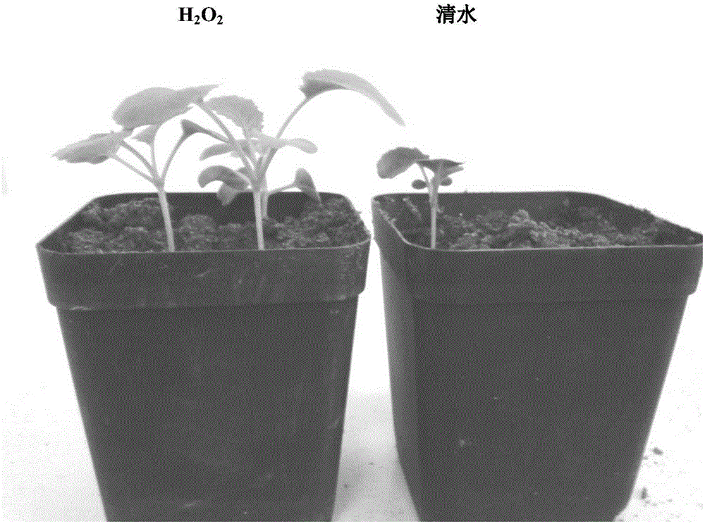 Method for treating seeds for promoting germination of oilseed rape and improving cold resistance of oilseed rape