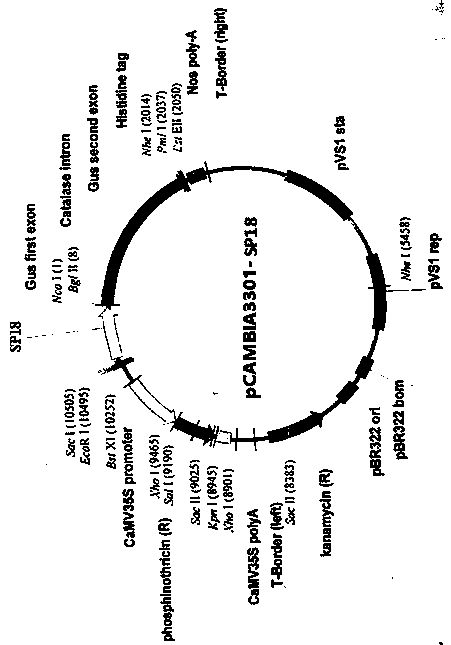 Plant drought inducible synthetic promoter SP18 and application thereof