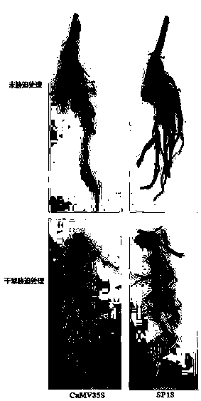 Plant drought inducible synthetic promoter SP18 and application thereof