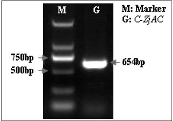 Gene transient expression method with in-vivo jujube fruits as materials