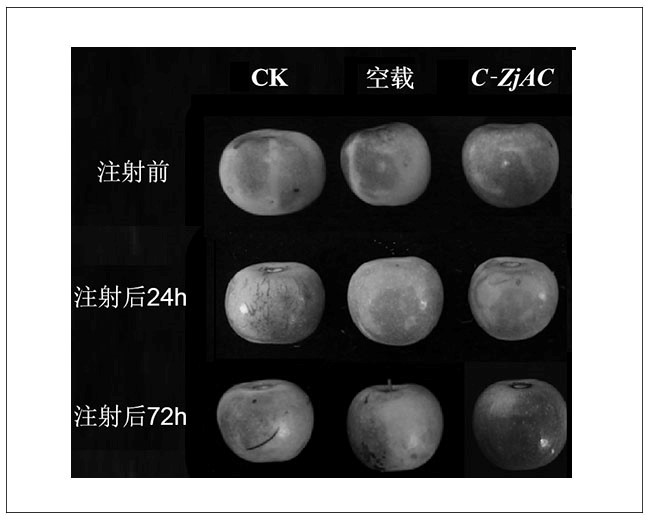 Gene transient expression method with in-vivo jujube fruits as materials