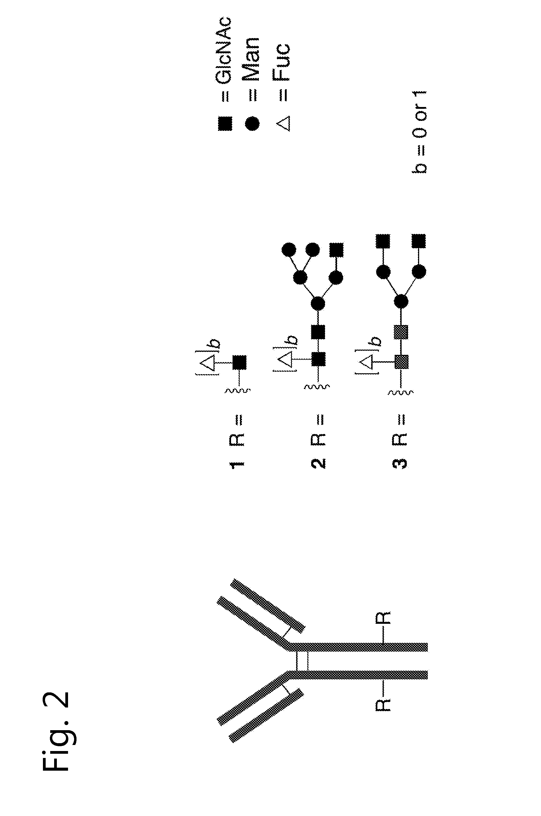 Modified glycoprotein, protein-conjugate and process for the preparation thereof