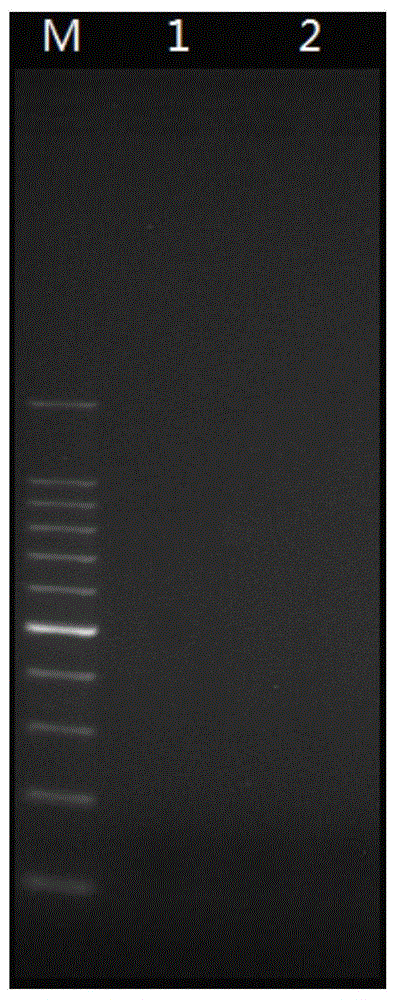 PCR amplification system and library construction method for whole genome bisulfate sequencing
