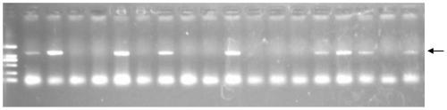 Gray leaf spot resistance-related protein ZmWAK-RLK and encoding gene and applications thereof