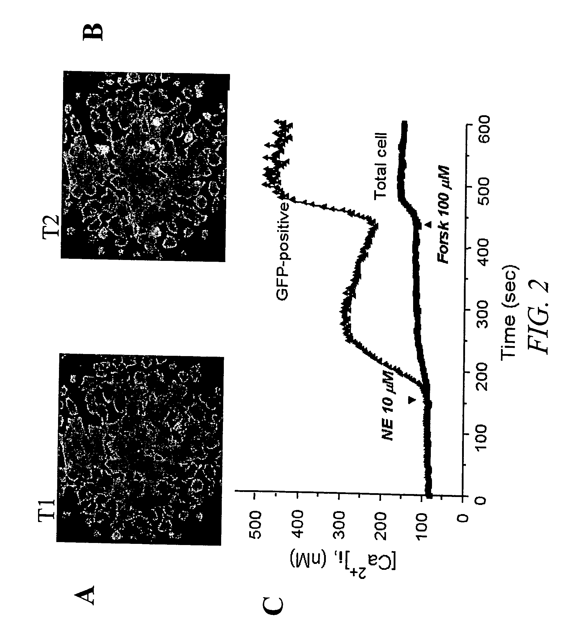 Novel cell-based assays for G-protein-coupled receptor-mediated activities