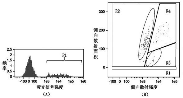 Specific probe for detecting expression of prophenoloxidase gene of Eriocheir sinensis and application of specific probe