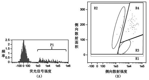 Specific probe for detecting expression of prophenoloxidase gene of Eriocheir sinensis and application of specific probe