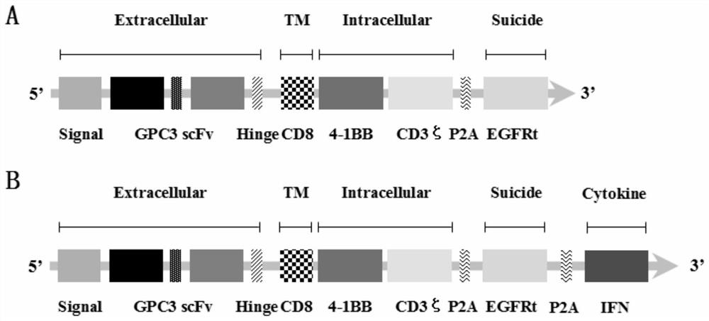 A kind of chimeric antigen receptor for the treatment of liver cancer and its application